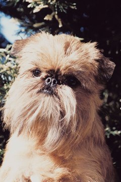 Jupiterimages/Photos.com/Getty Images Most nonshedding breeds require regular grooming.