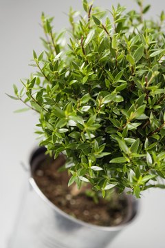 Polka Dot Images/Polka Dot/Getty Images Plants in the workplace improve productivity, health and general well-being.