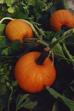 Jupiterimages/Comstock/Getty Images Eating pumpkin can provide you with fiber, vitamins, minerals and even a bit of iron.