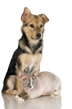 Jupiterimages/Photos.com/Getty Images A dog with distemper can't pass it to a feline housemate.