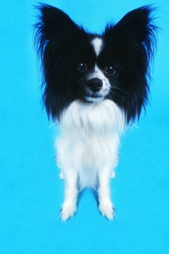 George Doyle/Stockbyte/Getty Images Is a long-haired Chihuahua right for you?