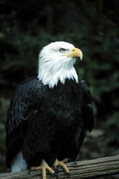 Where Is The Worlds Largest Bald Eagle Population