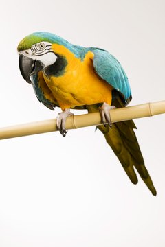 Jupiterimages/liquidlibrary/Getty Images Always supervise interaction between your dog and parrot.