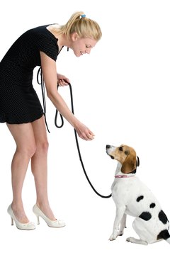 Jupiterimages/PhotoObjects.net/Getty Images Rewarding good leash behavior reinforces it.