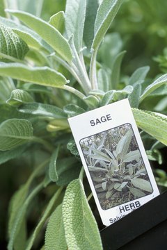 Hemera Technologies/AbleStock.com/Getty Images Sage leaves are used in cooking, ceremony and herbal medicine.