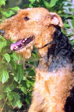 DailyPuppy article image