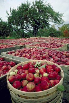 NA/AbleStock.com/Getty Images Eating too many apples can lead to constipation.