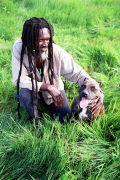 Thinkstock/Comstock/Getty Images Well trained, happy pit bulls are loving and affectionate.