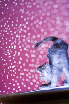 Comstock Images/Comstock/Getty Images In "kitty world," an arched body can mean a multitude of things.
