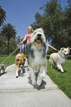 Woman walking several dogs