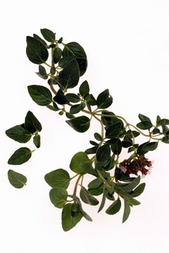 Jupiterimages/Comstock/Getty Images Oil of oregano is potent and should be used with care.
