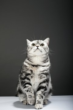 Martin Poole/Digital Vision/Getty Images Post-surgical anesthesia effects and pain can make your cat behave in strange and unpredictable ways.