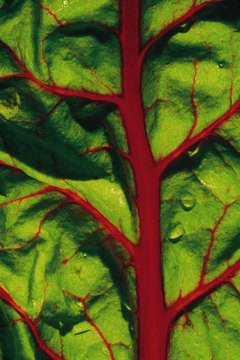 Comstock/Comstock/Getty Images Late summer and throughout autumn is the peak season for Swiss chard.
