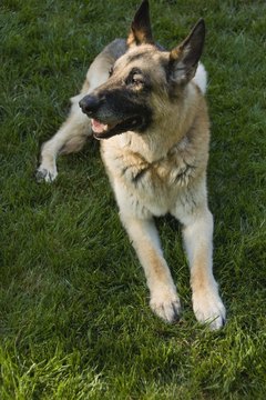 Jupiterimages/Comstock/Getty Images German shepherds might be big and scary to strangers, but wheat and gluten aren't afraid.