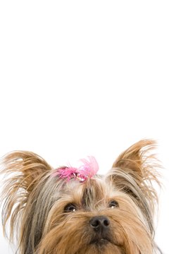 BananaStock/BananaStock/Getty Images Yorkshire terriers are vibrant and independent small dogs.