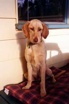Thinkstock Images/Comstock/Getty Images Marley won't come home with a golden halo over his head.
