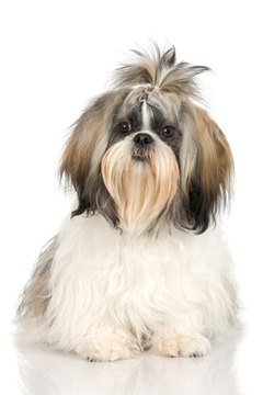 Grooming Techniques For Shih Tzu Dogs Pets