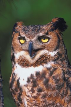 An owl is a nocturnal bird of prey.