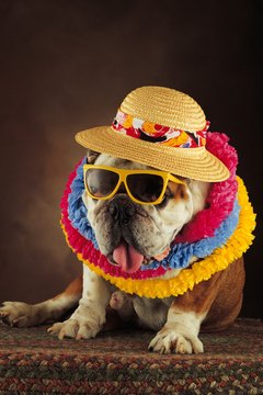 Comstock/Comstock/Getty Images Don't worry, Rover did not go to a cocktail "pawty."