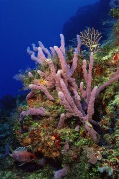 how do sea sponges move