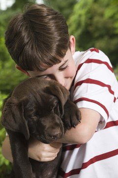 Jupiterimages/Comstock/Getty Images Some Labs dig from boredom when you're not home.