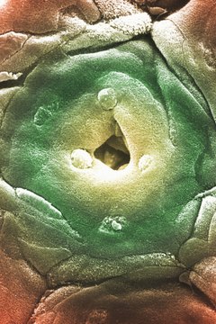 Scanning electron microscopy can provide a 3D image of an object's surface.