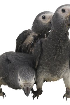 Hemera Technologies/PhotoObjects.net/Getty Images Gender isn't apparent until molting.