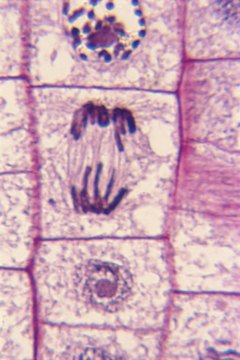 Meiosis results in progeny that are different than the parents.