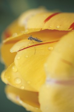 Hemera Technologies/Photos.com/Getty Images Mosquitoes transmit all kinds of diseases.