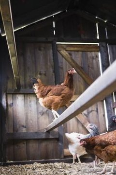 Space Requirements For A Chicken Coop Animals Momme