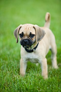 DailyPuppy article image