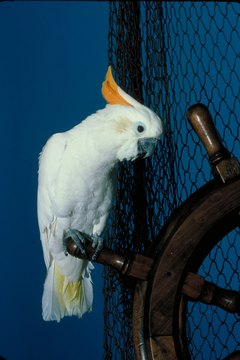 Jupiterimages/Photos.com/Getty Images Cockatoos need room to spread their wings.