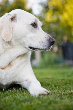 Jupiterimages/Photos.com/Getty Images Labradors love people, and they sometimes experience separation anxiety when they are alone.