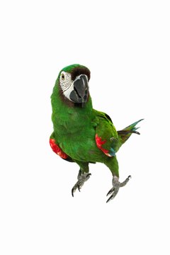 George Doyle & Ciaran Griffin/Stockbyte/Getty Images Yawning is not uncommon in the parrot world.