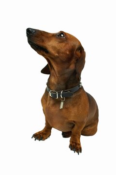 George Doyle & Ciaran Griffin/Stockbyte/Getty Images A smelly dachshund often requires vet attention.