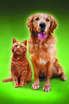 Photodisc/Photodisc/Getty Images "Don't play doctor on us. Let the vet prescribe our worming medicines."