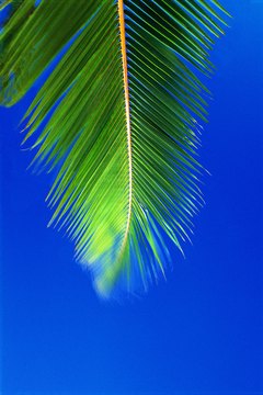 Waving a palm frond can be a fun way to learn about Luke 19.