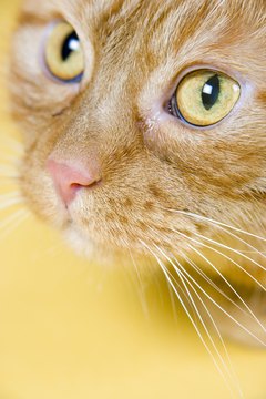 BananaStock/BananaStock/Getty Images Your cat's red gums are likely caused by periodontal disease.