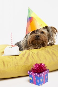 BananaStock/BananaStock/Getty Images Puppies love parties, too!