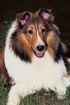 Jupiterimages/Photos.com/Getty Images Shelties and cats can happily share a home.