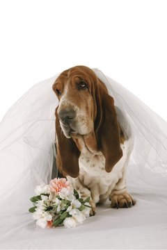 Comstock Images/Comstock/Getty Images "Look Mom, I can dress up nice too."