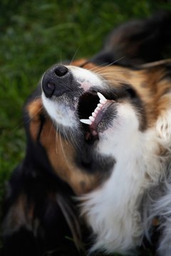 DailyPuppy article image
