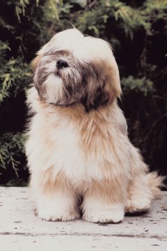 lhasa apso hairstyles - pets