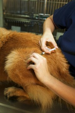 Thinkstock/Comstock/Getty Images Dogs should get their vaccinations, but owners should be aware of the side effects.