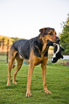 Jupiterimages/Photos.com/Getty Images Give your dog something better to chew than a deck rail.