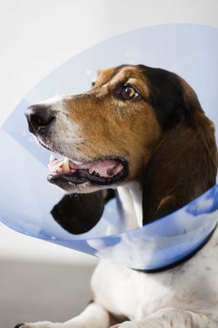 Jupiterimages/Brand X Pictures/Getty Images "Is this cone of shame a punishment?"