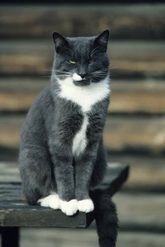 Karl Weatherly/Photodisc/Getty Images Glucosamine's among the more common pet health supplements.