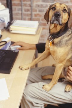 Ryan McVay/Photodisc/Getty Images While dogs can help reduce stress, they cannot assist in getting those office reports done.