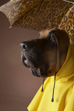 Chris Amaral/Digital Vision/Getty Images Protect your dog from the elements with a raincoat.