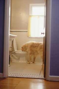 Has Anyone Invented A Toilet For Dog Pets Dogs Can T Use A Your Toilet And They Shouldn Drink From